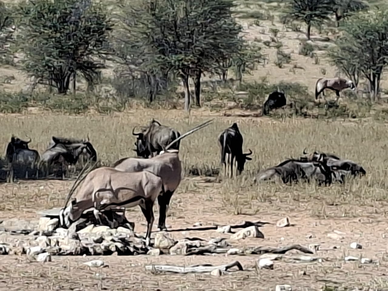 Augrabies to Kgalagadi: Falls & Red Sands 4×4 Lodge Tour gallery photo 19